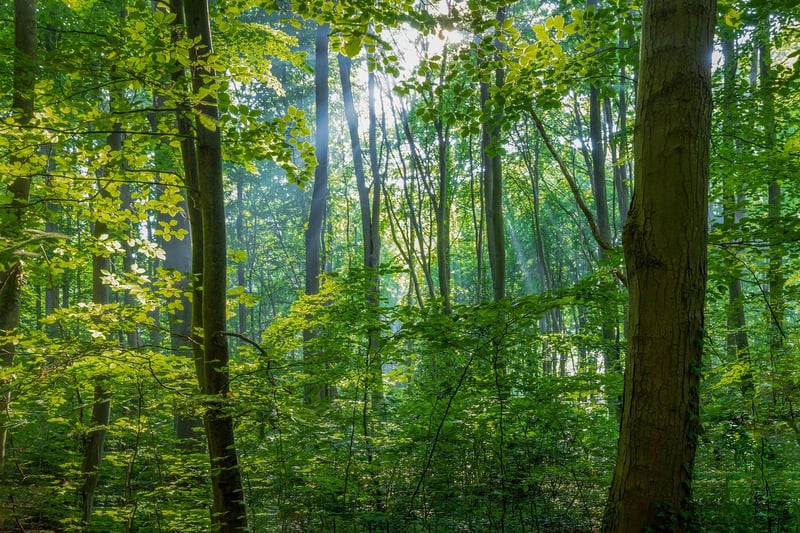 Whispering Woods